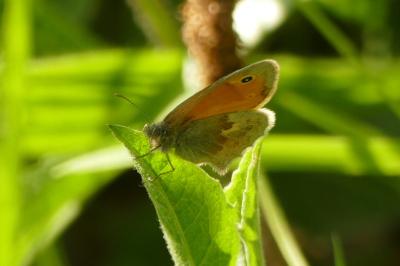<i>Coenonympha pamphilus</i>