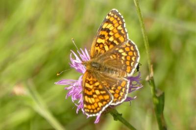 <i>Melitaea phoebe</i>