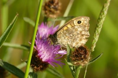<i>Lasiommata megera</i>