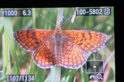 <i>Melitaea parthenoides</i>