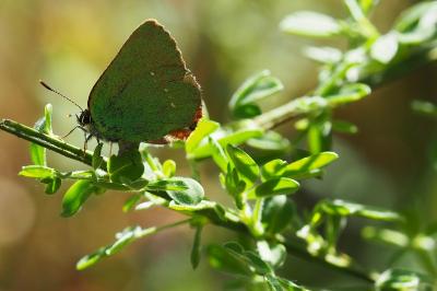 <i>Callophrys rubi</i>