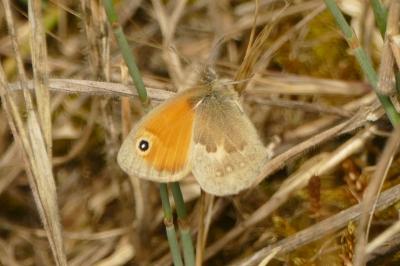 <i>Coenonympha pamphilus</i>