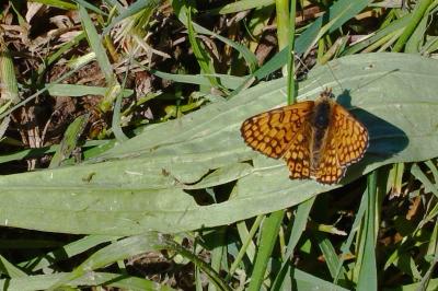 <i>Melitaea cinxia</i>