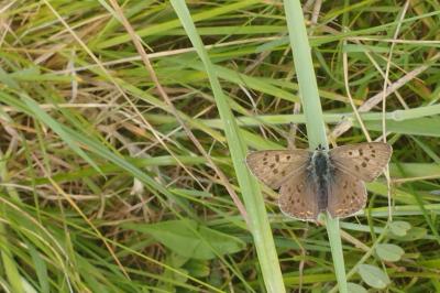 <i>Lycaena tityrus</i>