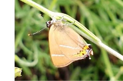 <i>Satyrium w-album</i>