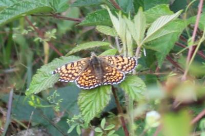 <i>Melitaea cinxia</i>