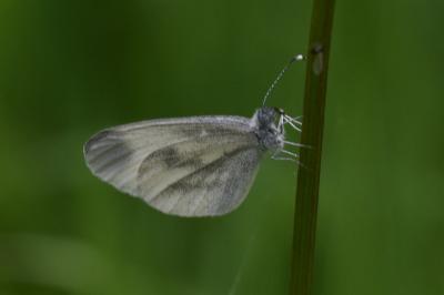 <i>Leptidea sinapis</i>