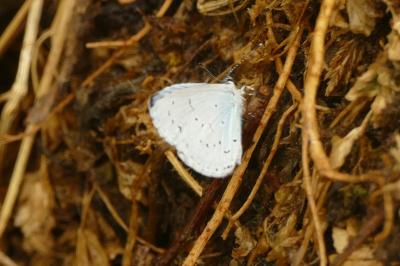 <i>Celastrina argiolus</i>