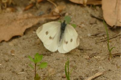 <i>Pieris rapae</i>