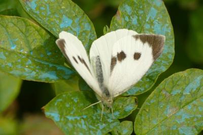 <i>Pieris brassicae</i>