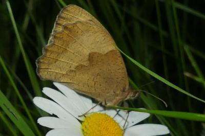 <i>Maniola jurtina</i>