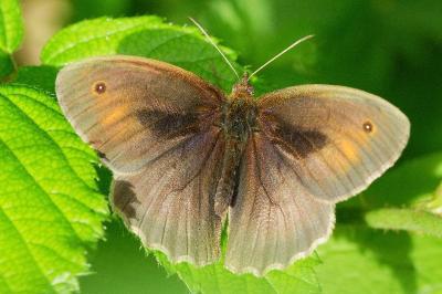 <i>Maniola jurtina</i>