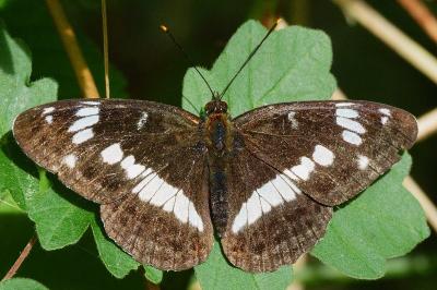 <i>Limenitis camilla</i>