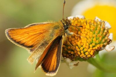 <i>Thymelicus lineola</i>