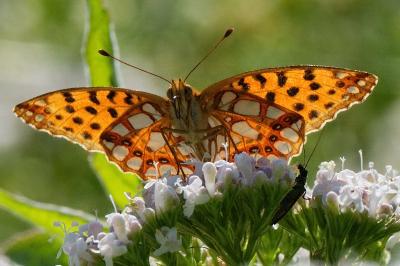 <i>Issoria lathonia</i>