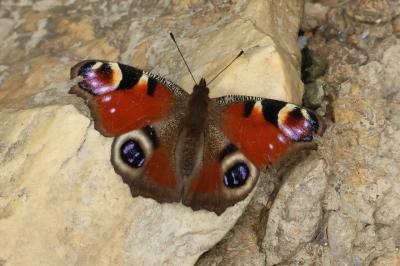 <i>Aglais io</i>