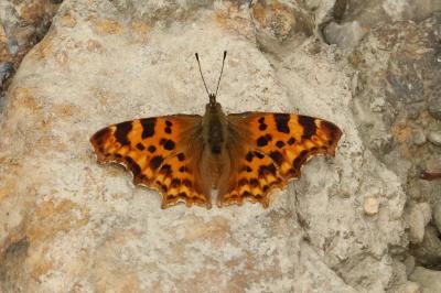<i>Polygonia c-album</i>