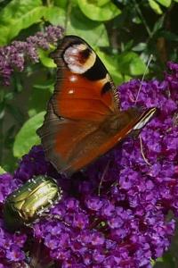 <i>Aglais io</i>