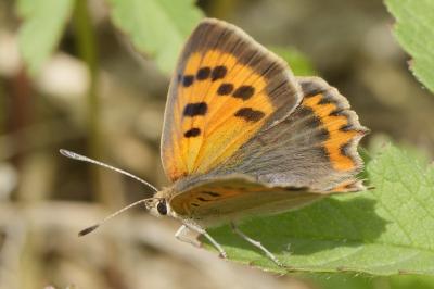 <i>Lycaena phlaeas</i>