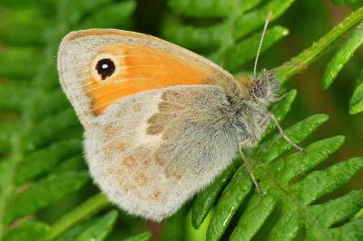 <i>Coenonympha pamphilus</i>