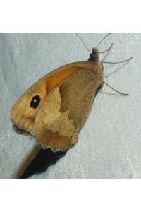 <i>Maniola jurtina</i>