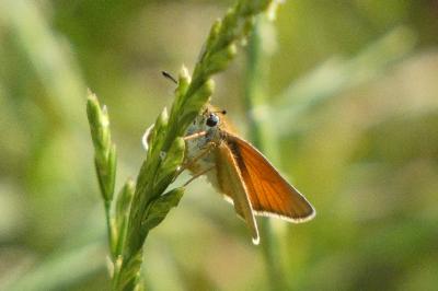 <i>Thymelicus lineola</i>