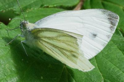 <i>Pieris napi</i>