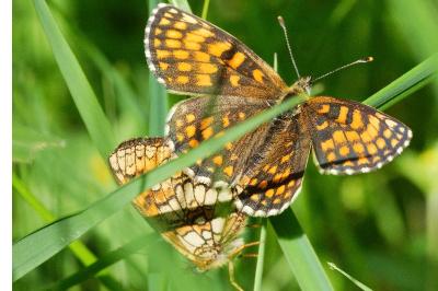 <i>Melitaea athalia</i>