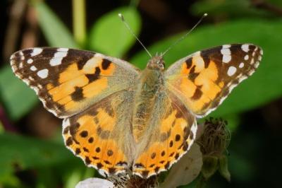 <i>Vanessa cardui</i>