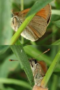 <i>Thymelicus sylvestris</i>