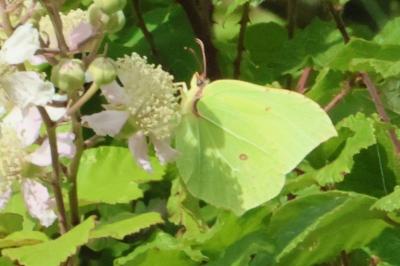 <i>Gonepteryx rhamni</i>
