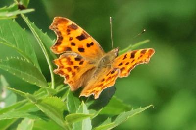 <i>Polygonia c-album</i>
