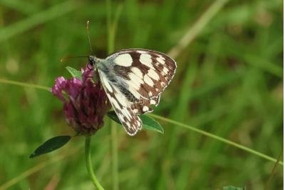 <i>Melanargia galathea</i>