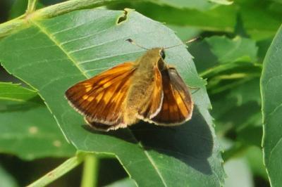 <i>Ochlodes sylvanus</i>