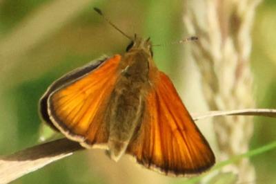 <i>Thymelicus lineola</i>