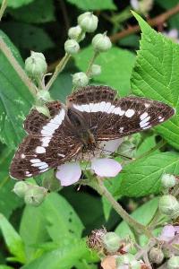 <i>Limenitis camilla</i>