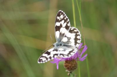 <i>Melanargia galathea</i>