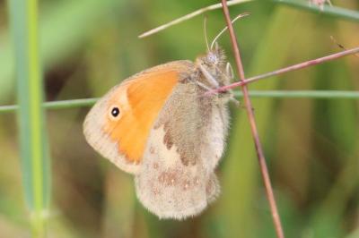 <i>Coenonympha pamphilus</i>