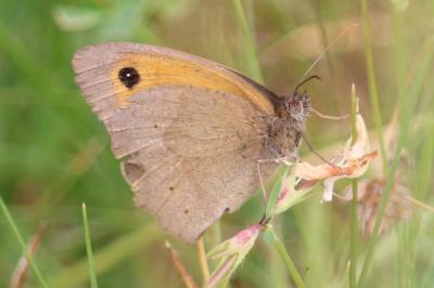 <i>Maniola jurtina</i>