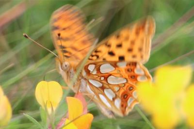 <i>Issoria lathonia</i>