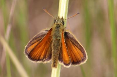 <i>Thymelicus lineola</i>