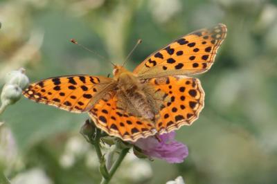<i>Issoria lathonia</i>