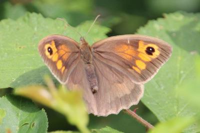 <i>Maniola jurtina</i>