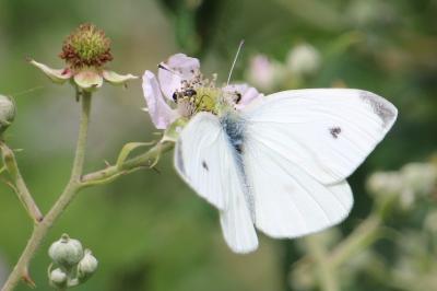 <i>Pieris rapae</i>