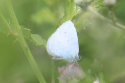 <i>Celastrina argiolus</i>