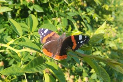 <i>Vanessa atalanta</i>
