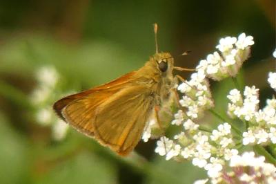 <i>Ochlodes sylvanus</i>