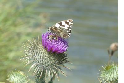 <i>Melanargia galathea</i>