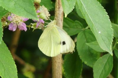 <i>Pieris brassicae</i>