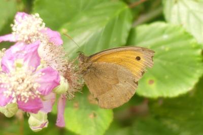 <i>Maniola jurtina</i>